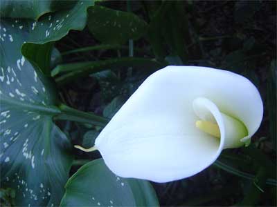 Πάτρα Mασάζ, Η φιλοσοφία μασάζ Cocoon